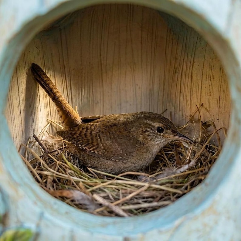 Blaues Blumenvogelhaus Rustikaler Nistkasten Klein Hängendes Vogelhaus Frühling Sommer Natur Dekor