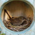 Blaues Blumenvogelhaus Rustikaler Nistkasten Klein Hängendes Vogelhaus Frühling Sommer Natur Dekor