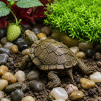 Harz Schildkröte Gartenfigur 7cm, realistische Teichverzierung, wetterbeständige Outdoor Dekoration, rustikale Hofdekoration